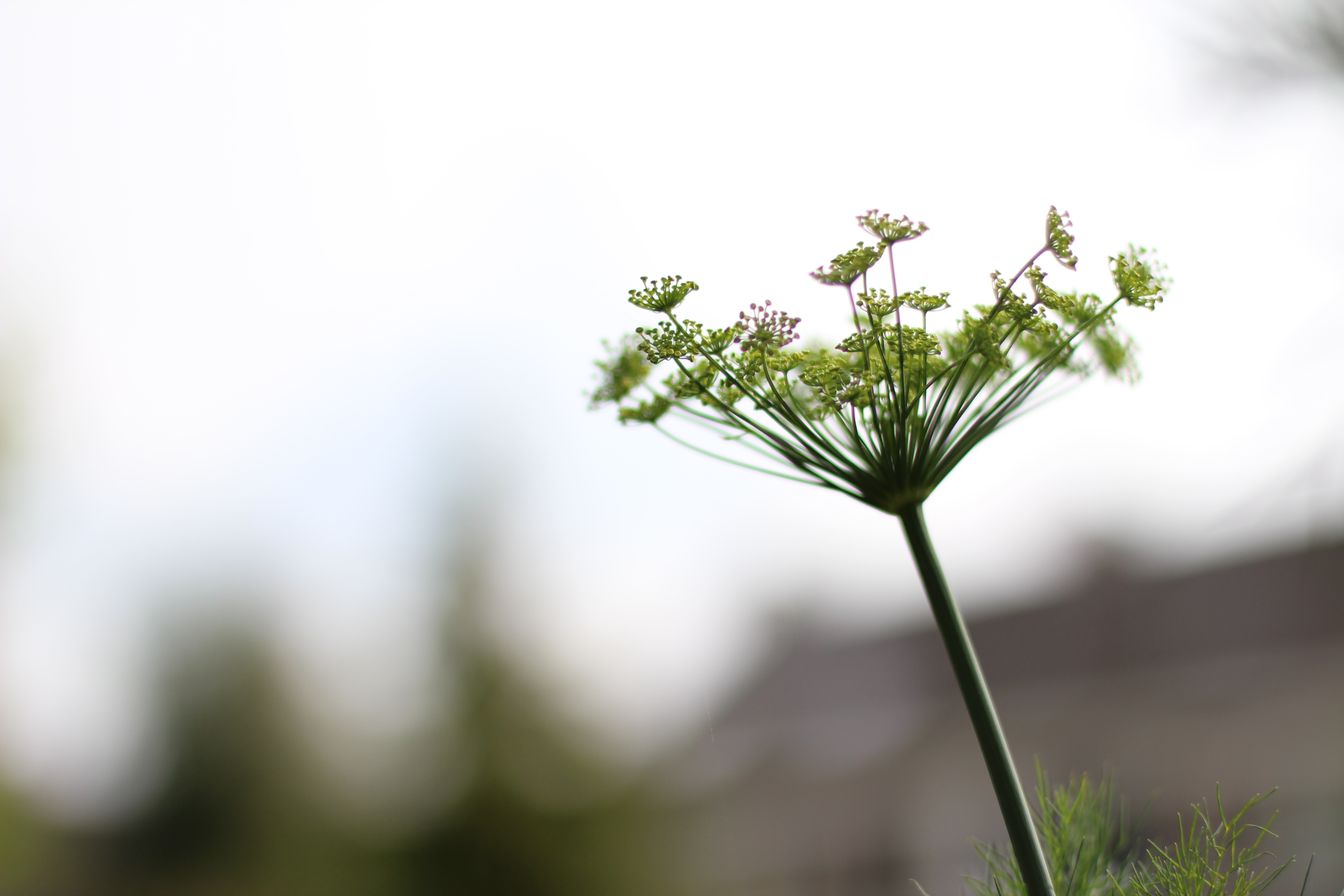 Het jainisme, wat is dat?