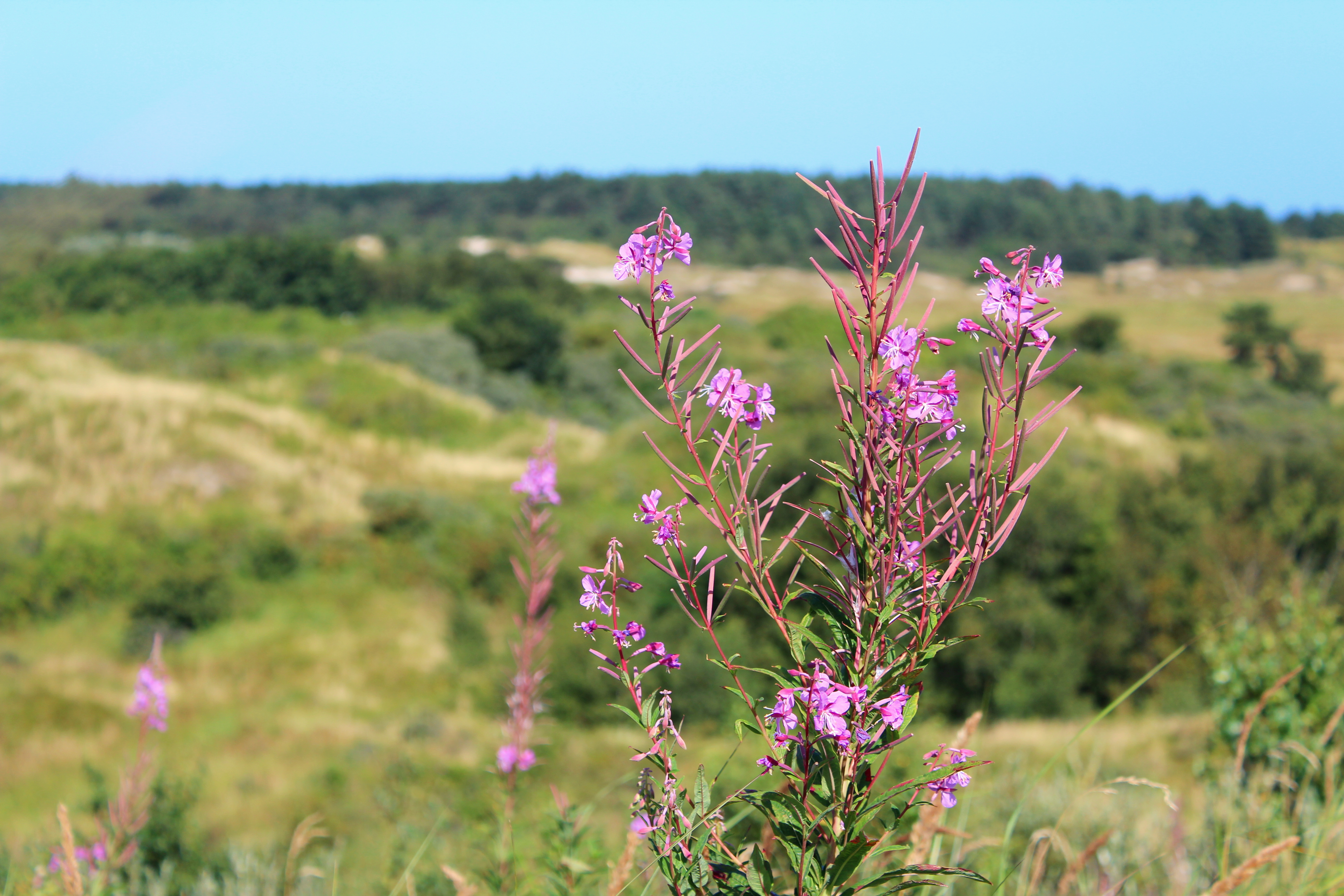 Throwback Thursday – Schiermonnikoog