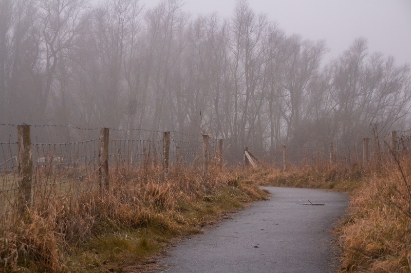 De Elzen bij winter en mist