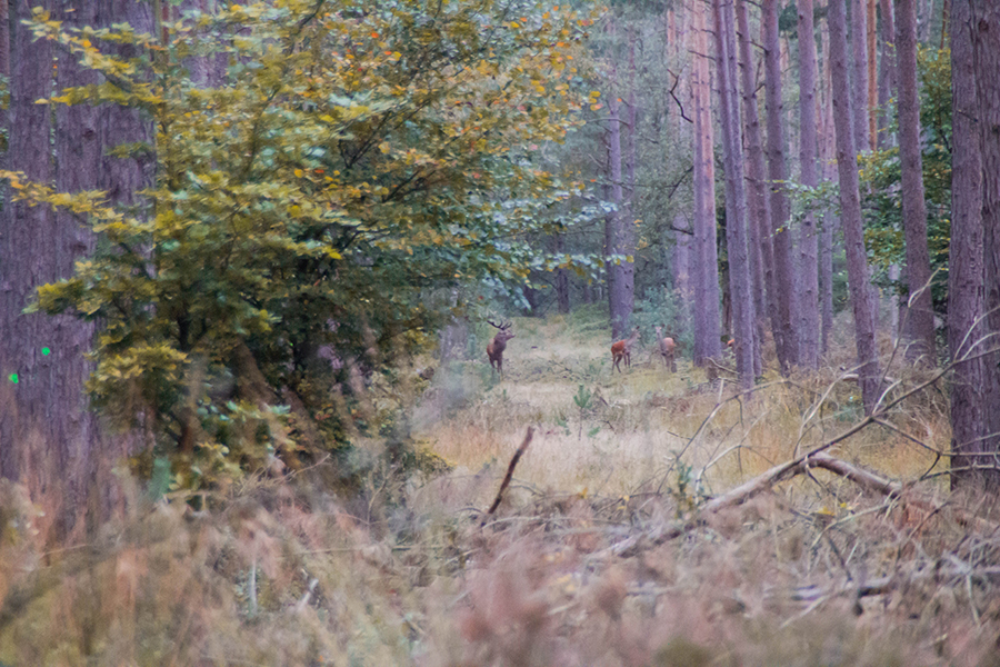 Wilde herten spotten op de Veluwe