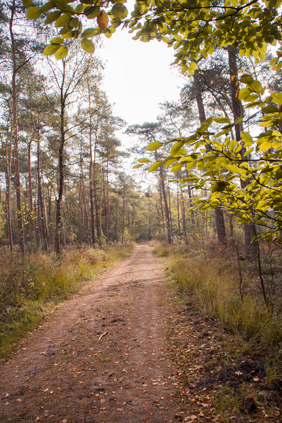Sprookjesachtig genieten bij Landgoed ’t Loo, grenzend aan de Veluwe