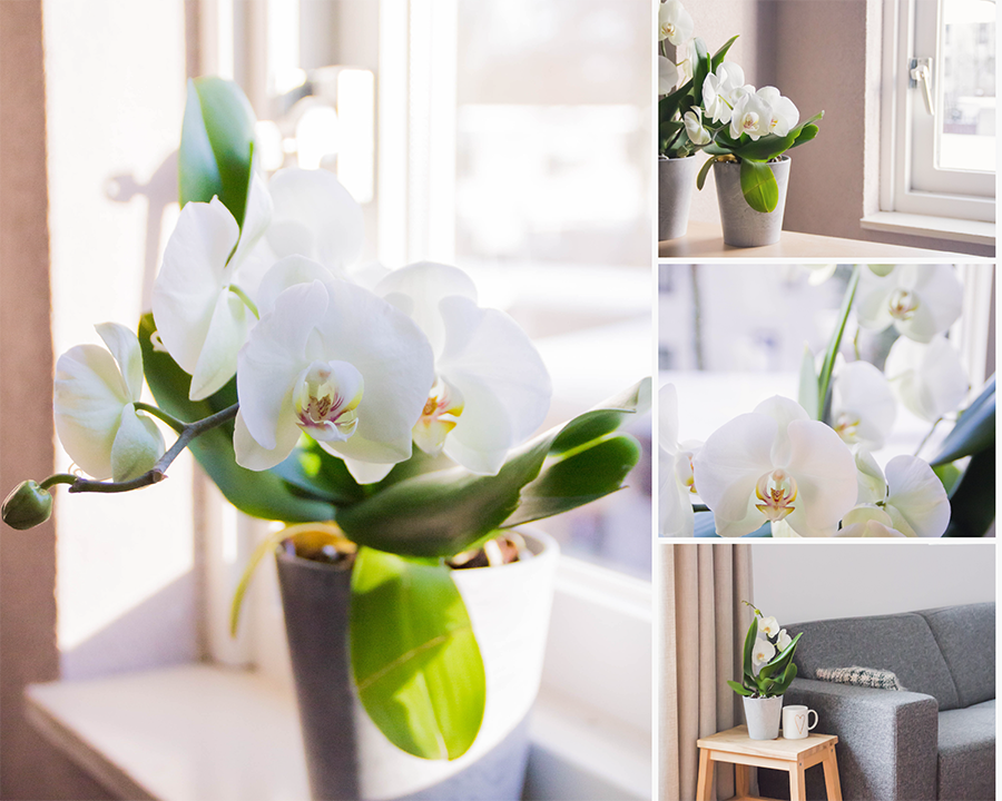 Twister Orchidee geeft vrolijke sfeer in huis (+ verzorgingstips)