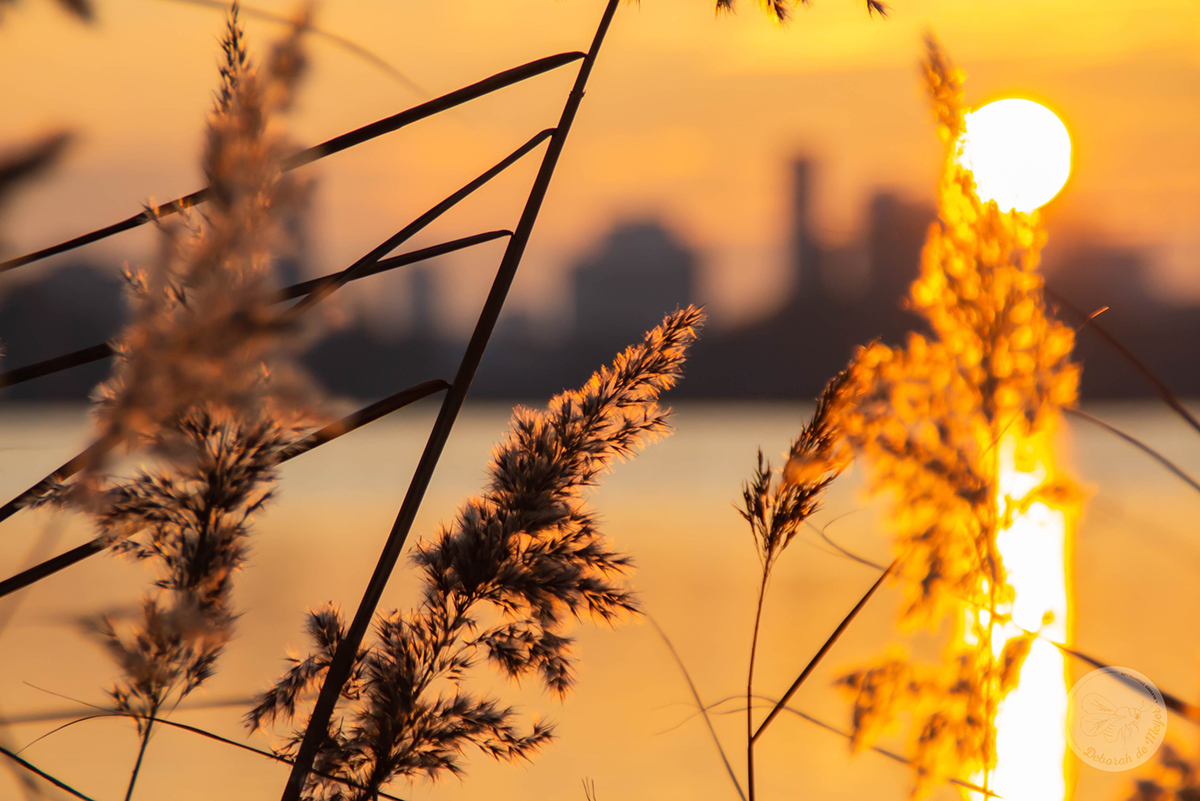 Hoe zal “mijn 2020” eruit zien? Wat zijn mijn plannen en waar hoop ik op?