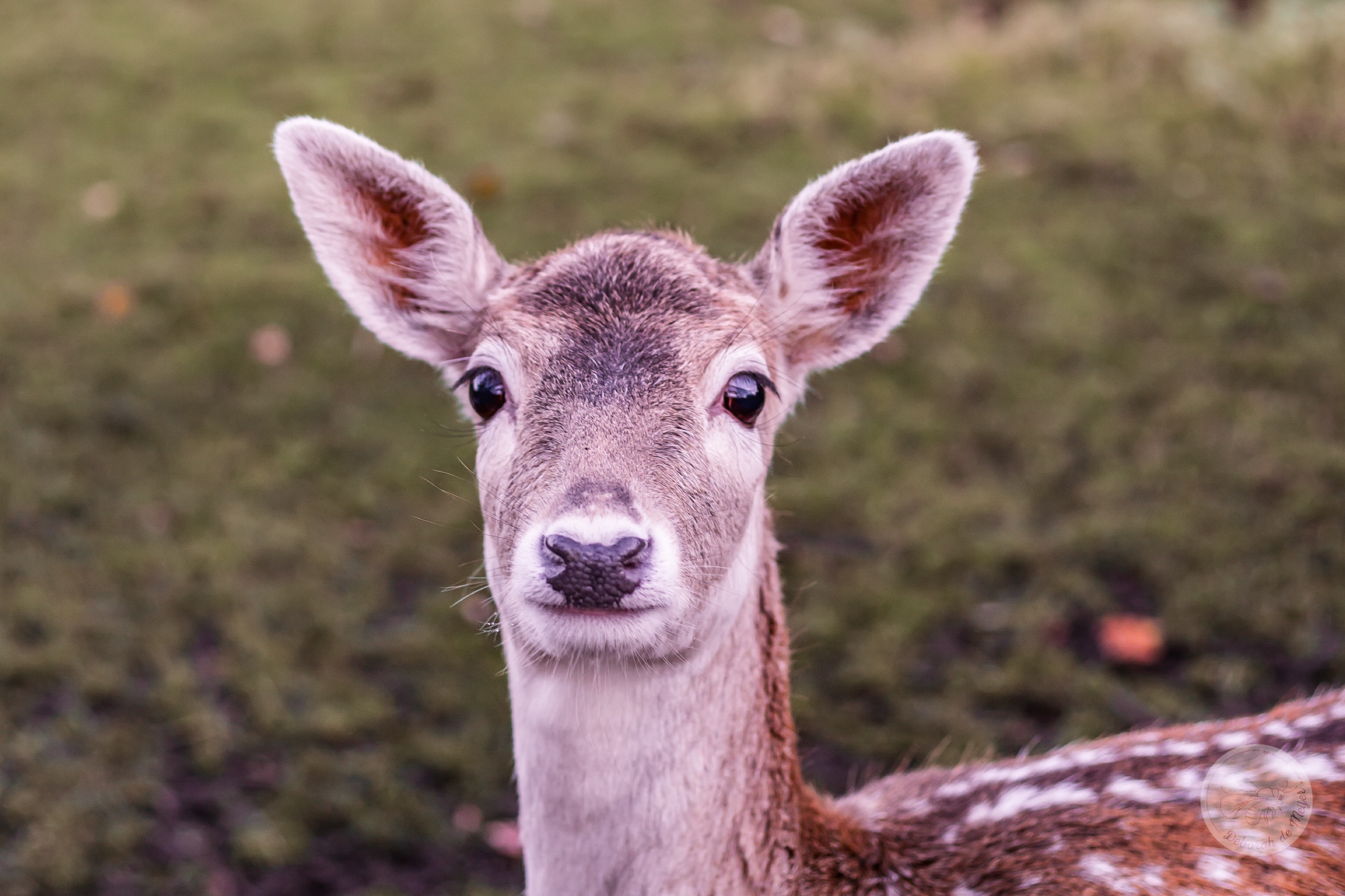 Oh deer, een lockdown (gedicht)