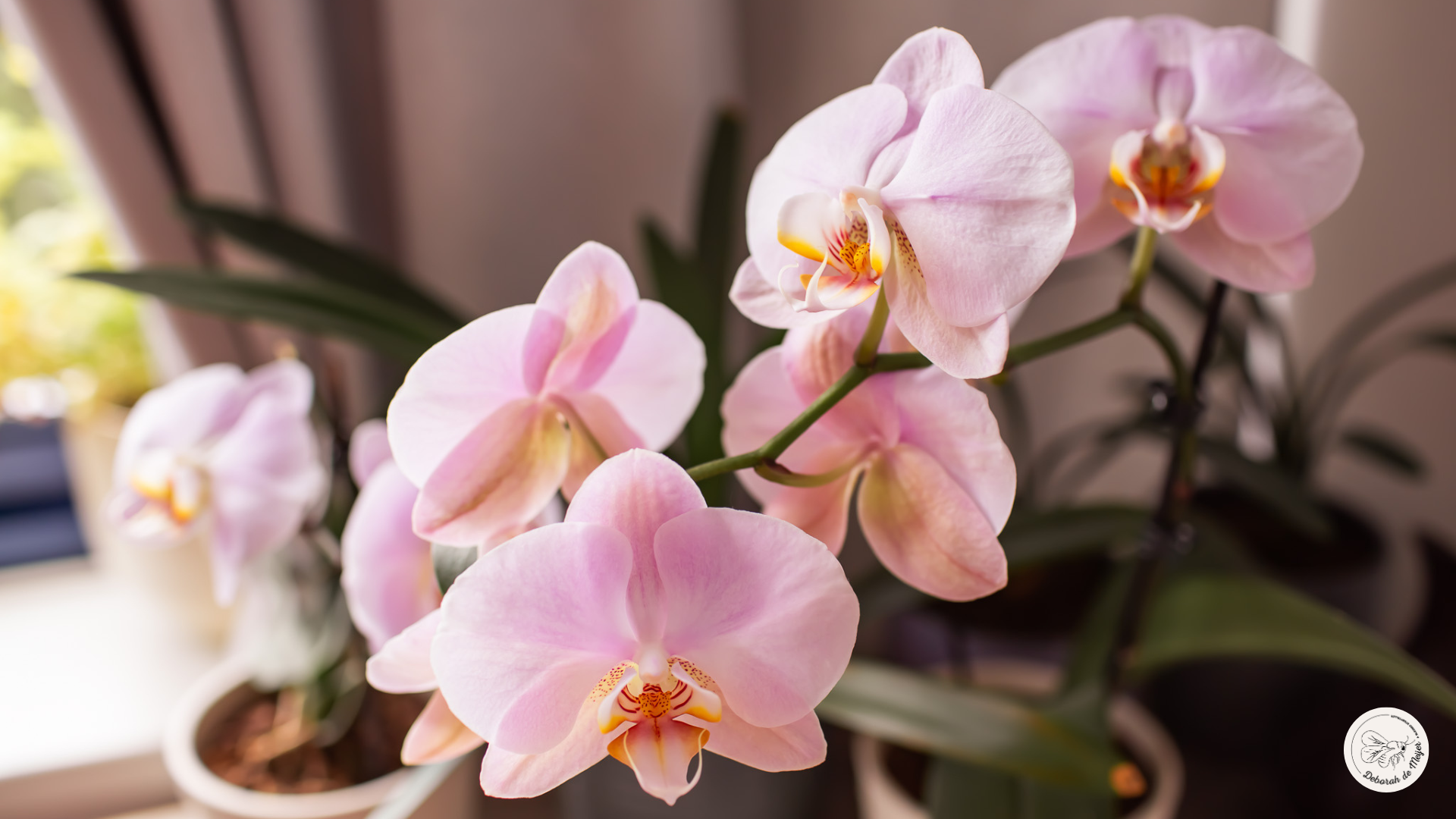 Orchideeën komen alleen tot bloei in de juiste omgeving