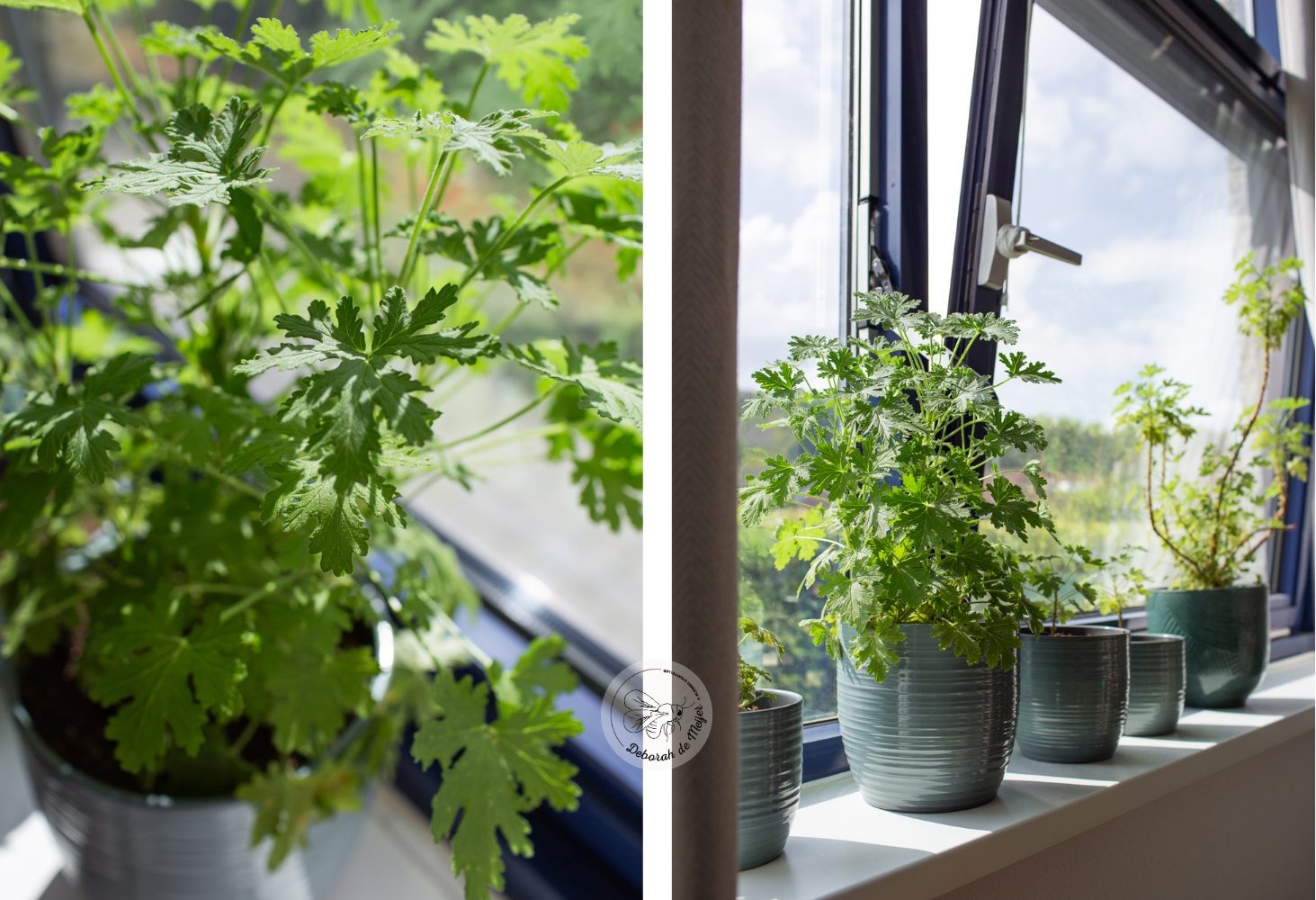Citroengeranium op de vensterbank bij open raam, links close-up van de plant rechts iets verder weg, gebruikt als anti-muggenplant